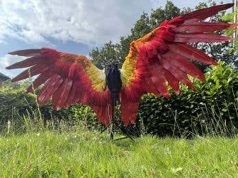 Nedine O'Brien - Phoenix Wings